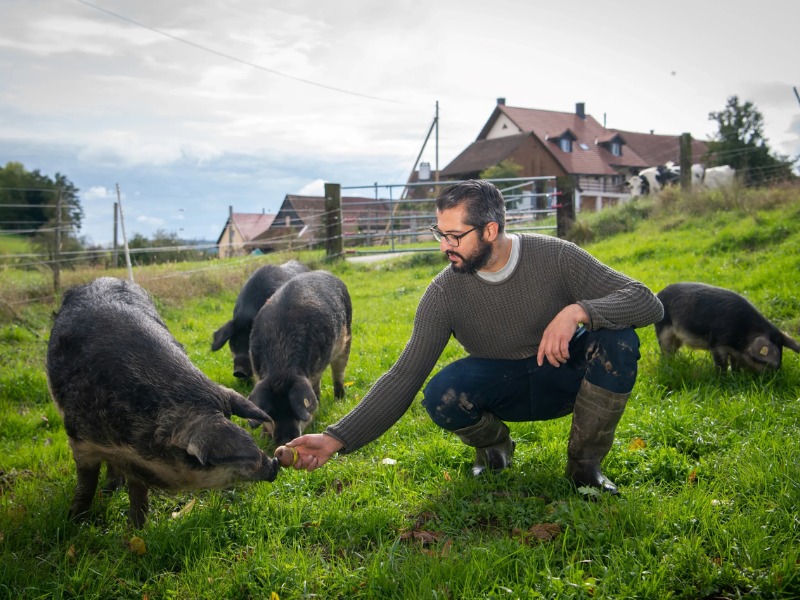 Free-Range Pig Farming &amp; Quality