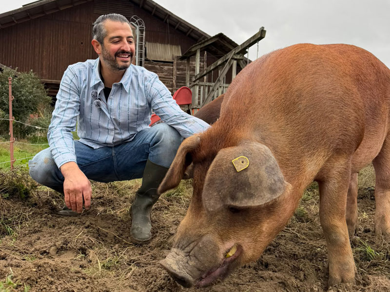 Nicola Eicke bei Duroc-Schweinen im Freien